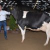 Wintershow_NH_2015_011