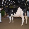 Wintershow_NH_2015_013