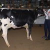 Wintershow_NH_2015_019