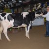 Wintershow_NH_2015_020