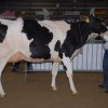Wintershow_NH_2015_022