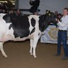 Wintershow_NH_2015_024