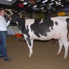 Wintershow_NH_2015_029