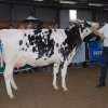 Wintershow_NH_2015_036