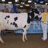 Wintershow_NH_2015_037
