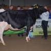Wintershow_NH_2015_039