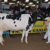 Wintershow_NH_2015_041
