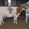 Wintershow_NH_2015_043