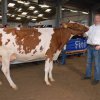 Wintershow_NH_2015_046