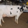 Wintershow_NH_2015_047