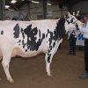 Wintershow_NH_2015_048