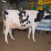 Wintershow_NH_2015_049