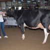 Wintershow_NH_2015_053