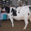 Wintershow_NH_2015_055