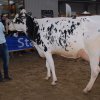 Wintershow_NH_2015_058