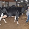 Wintershow_NH_2015_060