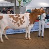 Wintershow_NH_2015_061