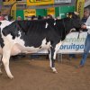 Wintershow_NH_2015_065