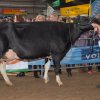 Wintershow_NH_2015_067