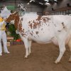 Wintershow_NH_2015_071