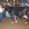 Wintershow_NH_2015_072