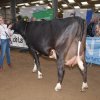 Wintershow_NH_2015_073