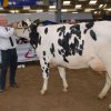 Wintershow_NH_2015_077