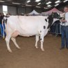 Wintershow_NH_2015_083