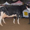 Wintershow_NH_2015_084