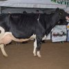 Wintershow_NH_2015_089