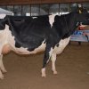 Wintershow_NH_2015_090