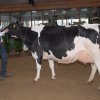 Wintershow_NH_2015_091