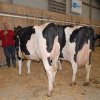 Wintershow_NH_2015_098