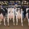 Wintershow_NH_2015_103