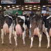 Wintershow_NH_2015_105