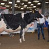 Wintershow_NH_2015_118