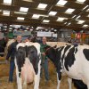 Wintershow_NH_2015_122