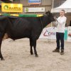 Wintershow_NH_2016_005