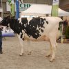 Wintershow_NH_2016_007