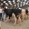 Wintershow_NH_2016_008