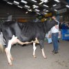 Wintershow_NH_2016_009