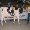 Wintershow_NH_2016_012