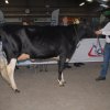 Wintershow_NH_2016_014