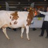 Wintershow_NH_2016_015