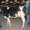 Wintershow_NH_2016_016