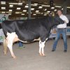 Wintershow_NH_2016_021