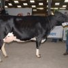 Wintershow_NH_2016_022