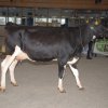 Wintershow_NH_2016_024