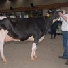 Wintershow_NH_2016_031