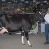 Wintershow_NH_2016_038